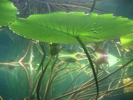   Nymphaea  sp., submersed; photo: S.L. Winterton 