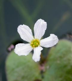   Nymphoides spongiosa  flower; photo: S.L. Winterton 