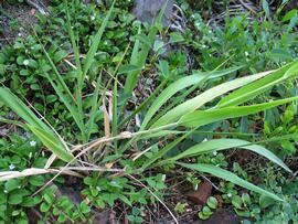   Panicum niihauense ; photo copy; David Eickhoff 