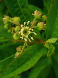   Penthorum sedoides  flower; photo copy; H. Zell 