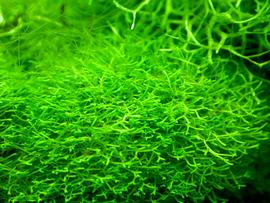   Riccia fluitans , submersed; photo: S.L. Winterton 