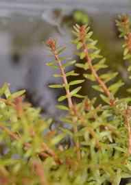   Rotala mexicana #39; Araguaia #39; , emersed; photo: S.L. Winterton 