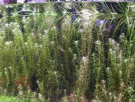  Rotala occultiflora , submersed; photo: S.L. Winterton 