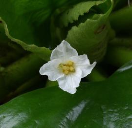   Trapa natans  flower; photo: S.L. Winterton 