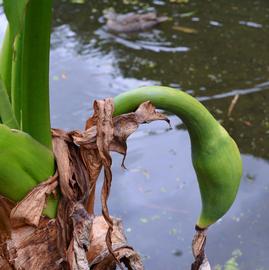  Typhonodorum lindleyanum  fruit; photo: S.L. Winterton