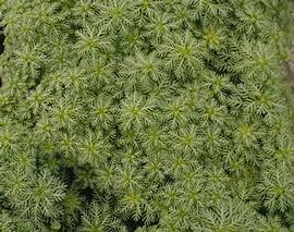   Hottonia palustris , emersed; photo: S.L. Winterton 