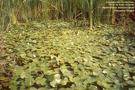   Hydrocharis morsus-ranae , floating; photo copy; R. Scribailo 