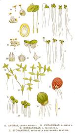   Lemna minor, L. gibba, L. trisulca, Spirodela polyrrhiza ; plate: C.A.M. Lindman quot;Bilder ur Nordens Floraquot; (1901-1905) copy; 1999 Gerhard Keuck 