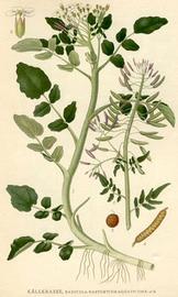   Rorippa nasturtium-aquaticum  ( Nasturtium officinale ); plate: C.A.M. Lindman quot;Bilder ur Nordens Floraquot; (1901-1905) copy; 1999 Gerhard Keuck 