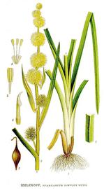   Sparganium simplex ; plate: C.A.M. Lindman quot;Bilder ur Nordens Floraquot; (1901-1905) copy; 1999 Gerhard Keuck 