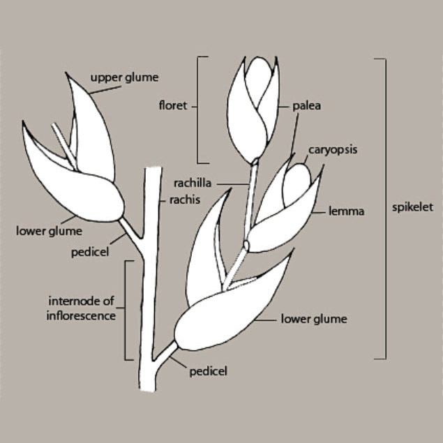 Typical grass inflorescence showing parts of spikelets and florets.