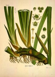   Fruit:   Acorus calamus;  (4, 6, young fruit); Illustration bynbsp;W. Muuml;ller, Kouml;hler#39;s Medizinal Pflanzen (1887), courtesy of Biodiversity Heritage Library 
