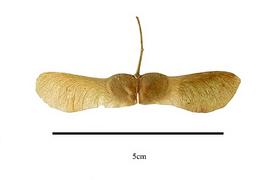   Fruit:   Acer campestre  ;  Photo by R. Gibbons, USDA APHIS PPQ, Kirkbride et al. (2006)
