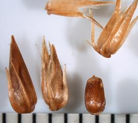   Fruits:   Achyranthes  sp.,nbsp;fruits with and without (lower right) tepals; Photo by A. Margina, USDA APHIS PPQ, imageID.idtools.org

