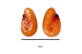  Seeds:   Sagittaria teres ; Photo by R. Gibbons, USDA APHIS PPQ, Kirkbride et al. (2006) 
