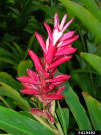   Inflorescence:   Alpinia purpurata ;nbsp;Forest and Kim Starr, Starr Environmental, bugwood.org 
