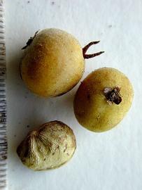   Fruits,nbsp;seed:   Ampelocera ruizii ; Photo by P. Alvarez Loayza, Field Museum of Natural History
