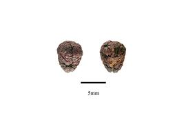   Seeds:   Ancistrocladus extensus ; Photo by R. Gibbons, USDA APHIS PPQ, Kirkbride et al. (2006)

