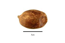   Fruit:   Attalea speciosa ; Photo by R. Gibbons, USDA APHIS PPQ, Kirkbride et al. (2006) 
