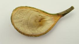   Fruit,nbsp;seeds:   Aspidosperma melanocalyx ; Photo by Alex Popovkin, flickr

