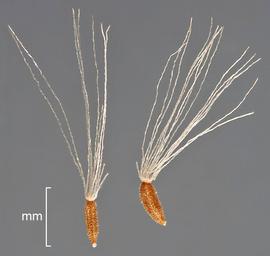   Fruit:   Baccharis douglasii ; Photo by D. Walters and C. Southwick, Table Grape Weed Disseminule ID
