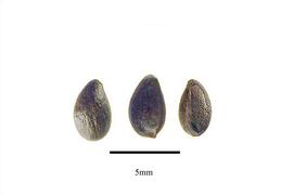   Seeds:   Mahonia tenuifolia ; Photo by R. Gibbons, USDA APHIS PPQ, Kirkbride et al. (2006)

