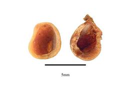   Seeds:   Nandina domestica ; Photo by R. Gibbons, USDA APHIS PPQ, Kirkbride et al. (2006)
