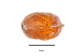  Seed:   Cabomba aquatica ; Photo by R. Gibbons, USDA APHIS PPQ, Kirkbride et al. (2006)
