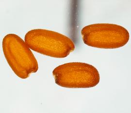   Seeds:nbsp;  Cardamine  sp.; Photo by N. Diaz, USDA APHIS PPQ, imageID.idtools.org
