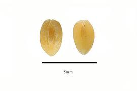  Seeds:  Ceratophyllum demersum ; Photo by R. Gibbons, USDA APHIS PPQ, Kirkbride et al. (2006)
