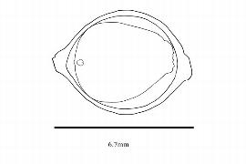  Embryo:  Sarcandra glabra ; Illustration by K. Parker, Kirkbride et al. (2006)
