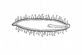  Embryo:  Circaeaster agrestis ; Illustration by K. Parker, Kirkbride et al. (2006)
