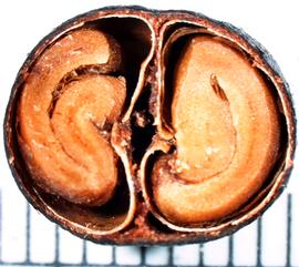   Fruit:   Coffea  sp., cross-section of drupe; Photo by A. Margina, USDA APHIS PPQ, imageID.idtools.org
