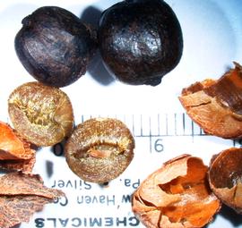   Fruit:   Coffea  sp., drupes, broken quot;parchmentquot; (endocarp), and seeds; Photo by A. Margina, USDA APHIS PPQ, imageID.idtools.org
