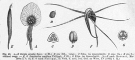   Fruit, seed: nbsp; Corsia ornata nbsp;(C, fruit in transection; E fruit);nbsp; Arachnites unifloranbsp; (G, fruit in transection); Illustration from Die Natuuml;rlichennbsp;Pflanzenfamilien, Teil 2, Abt. 1-6 (1889) 
