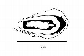  Embryo:  Ctenolophon parviflorus ; Illustration by K. Parker, Kirkbride et al. (2006)
