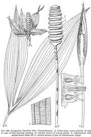   Fruit:nbsp;  Cyclanthus bipartitus;nbsp; Illustration from The Families of Flowering Plants, Vol II (1934),nbsp;courtesy of L. Watson and M.J. Dallwitz, 1992 onwards 
