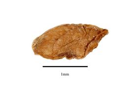   Seed:   Syringodium filiforme ;nbsp;Photo by R. Gibbons, USDA APHIS PPQ, Kirkbride et al. (2006) 
