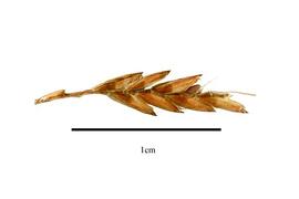   Infructescence:   Cyperus polystachyos ; Photo by R. Gibbons, USDA APHIS PPQ, Kirkbride et al. (2006) 
