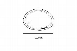  Embryo:  Didymeles integrifolia ; Illustration by K. Parker, Kirkbride et al. (2006)
