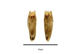  Fruit:  Dipsacus asper ; Photo by R. Gibbons, USDA APHIS PPQ, Kirkbride et al. (2006)

