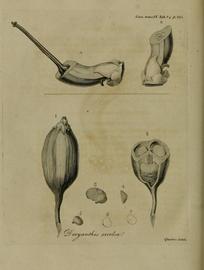   Fruits, seeds, embryo:   Doryanthes excelsa  (1, fruit; 2, transverse section of fruit; 3) seed; 4) section of the seed; 7) longitudinal section of seed with coat removed showing embryo and nutritive tissue); Illustration by G. Queiroz, Correa de Serranbsp;(1802), courtesy of Biodiversity Heritage Library 
