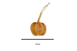  Fruit:   Eriocaulon benthamii ;nbsp;Photo by R. Gibbons, USDA APHIS PPQ, Kirkbride et al. (2006) 

