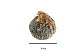   Fruit:nbsp;  Flagellaria guineensis ; Photo by R. Gibbons, USDA APHIS PPQ, Kirkbride et al. (2006) 
