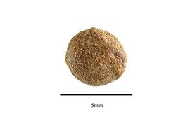   Seed:nbsp;  Flagellaria guineensis ; Photo by R. Gibbons, USDA APHIS PPQ, Kirkbride et al. (2006) 
