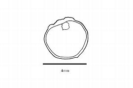   Embryo:nbsp;  Flagellaria guineensis,  seed nbsp; longitudinal section; Illustration by K. Parker, Kirkbride et al. (2006) 
