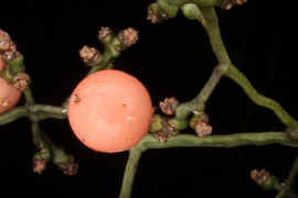   Fruit:   Flagellaria indica; nbsp;Photo by Peter B. Phillipson (MBG), gbif.org 
