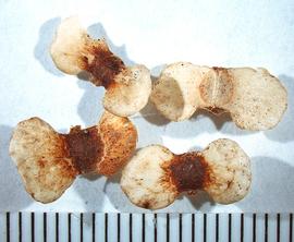  Fruit:   Gouania  sp.; Photo by A. Margina, USDA APHIS PPQ, imageID.idtools.org
