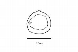  Embryo:  Gunnera tinctoria ; Illustration by K. Parker, Kirkbride et al. (2006)
