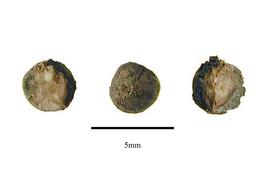   Seeds:   Hanguana malayana , seeds with fruit remnants; Photo by R. Gibbons, USDA APHIS PPQ, Kirkbride et al. (2006) 
